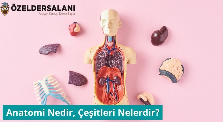 Anatomi Nedir, Çeşitleri Nelerdir?